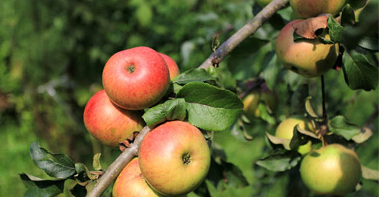Описание сорта яблони Уэлси – урожайность, морозостойкость, фото, отзывы