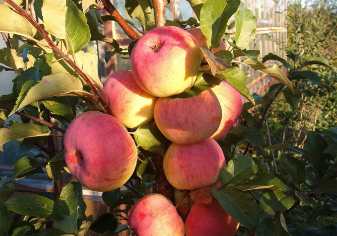 Описание сорта яблони Уэллси: урожайность, морозостойкость, фото, отзывы