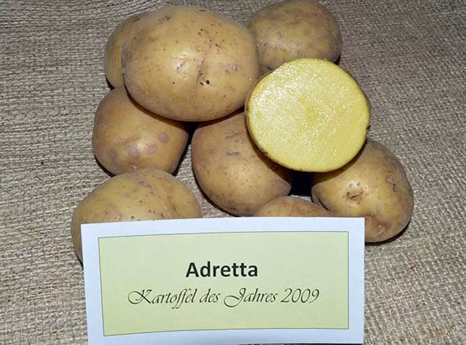 Описание сорта картофеля Адретта: характеристика, достоинства и недостатки, отзывы