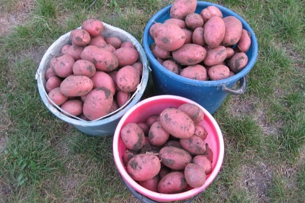 Описание сорта картофеля Аладдин и правила его выращивания