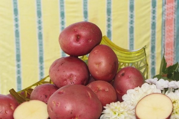 Описание сорта картофеля Аладдин и правила его выращивания