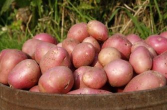 Описание сорта картофеля Алладин и правила его выращивания