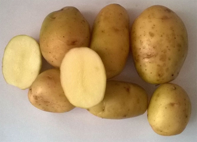 Описание сорта картофеля Невский, фото, отзывы садоводов