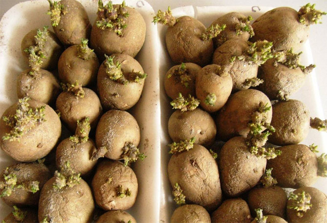 Описание сорта картофеля Невский, фото, отзывы садоводов