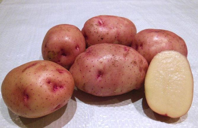 Описание сорта картофеля Жуковский ранний - плюсы и минусы, фото