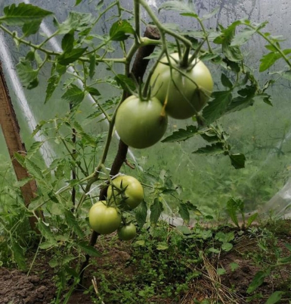 Описание сорта томатов. Начинка белая - урожайность, другие характеристики, отзывы, фото