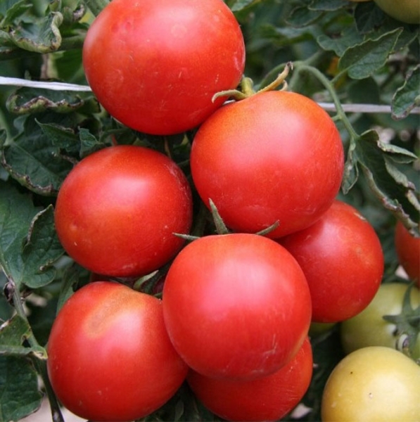 Описание сорта томатов. Начинка белая - урожайность, другие характеристики, отзывы, фото