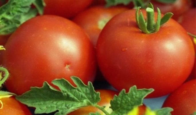 Описание сорта томата Белый налив – урожайность, другие характеристики, отзывы, фото