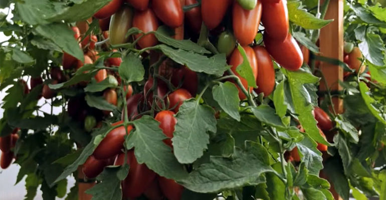 Описание сорта томата Джекпот – урожайность, уход, фото