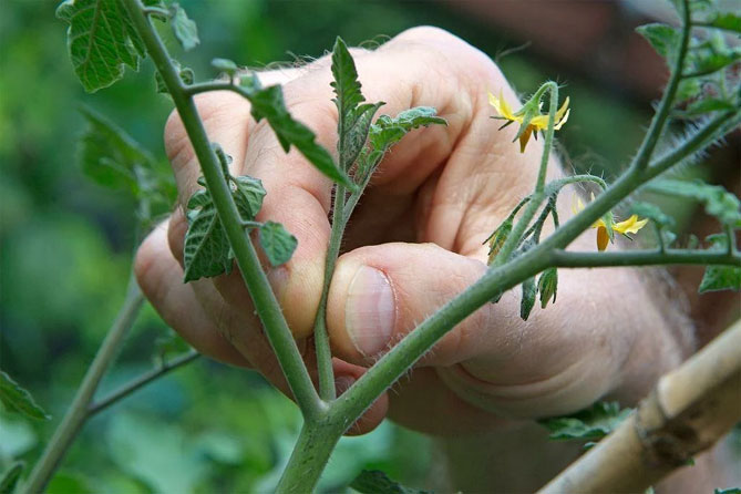 Описание сорта томатов Джекпот - урожайность, уход, фото