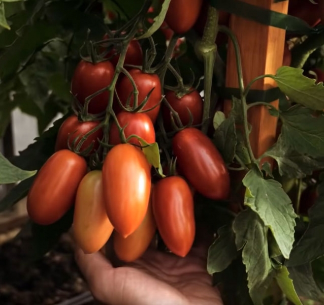 Описание сорта томатов Джекпот - урожайность, уход, фото