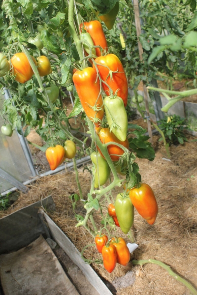 Описание сорта томатов Корнабель - особенности плодов, куст, урожайность, фото