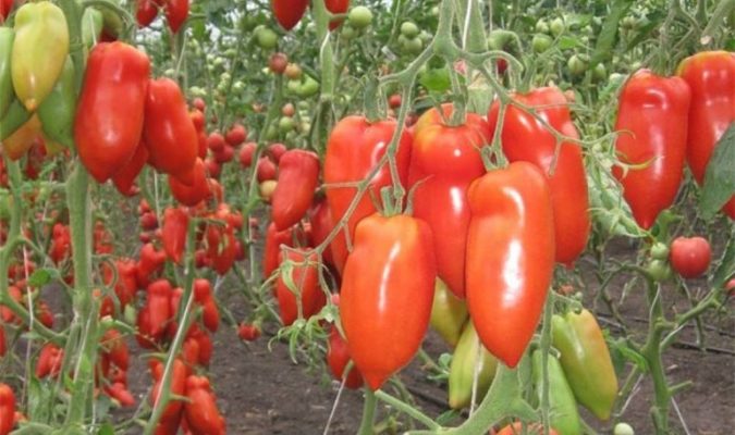 Описание сорта томата Корнабель – характеристика плодов, куста, урожайность, фото