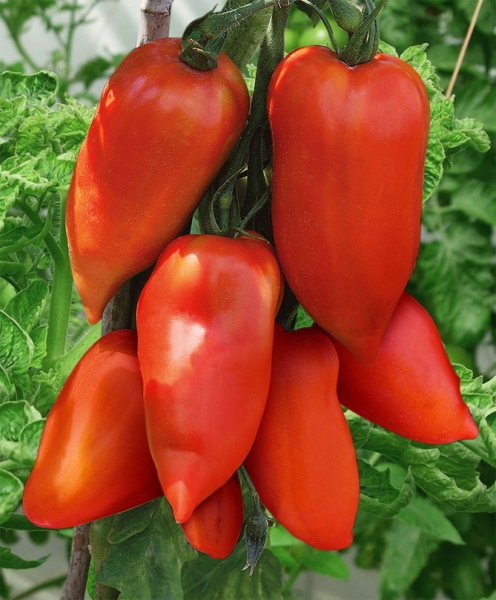 Описание сорта томатов Корнабель - особенности плодов, куст, урожайность, фото