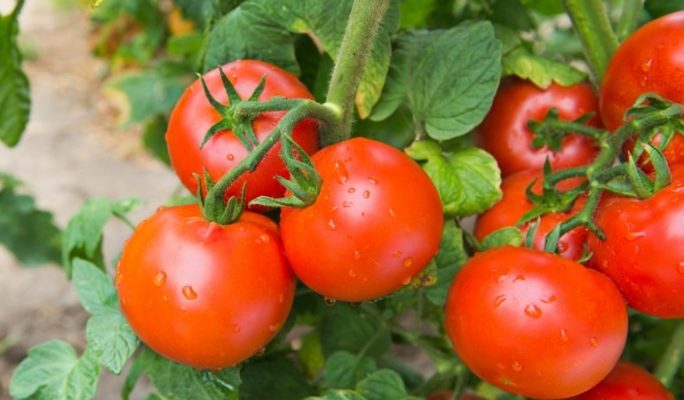 Описание сорта томата Санька – отзывы и характеристика, урожайность, фото