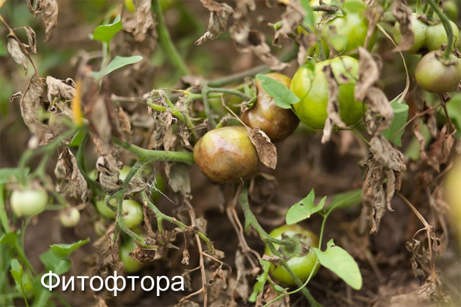 Описание сорта томатов Санька: отзывы и характеристика, урожайность, фото