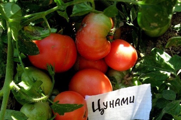 Описание сорта томатов Цунами