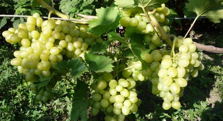 Описание сорта винограда Аркадия – морозостойкость, урожайность, отзывы