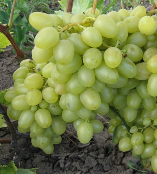 Описание винограда Аркадия: морозостойкость, урожайность, отзывы