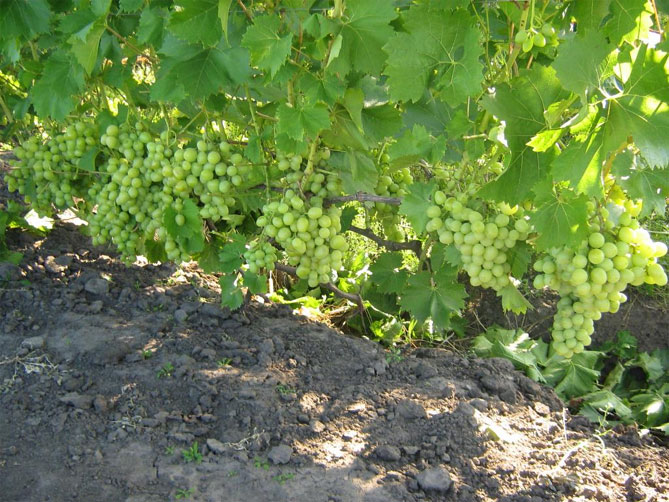 Описание винограда Аркадия: морозостойкость, урожайность, отзывы