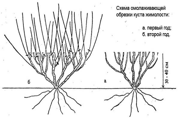 Описание жимолости съедобной - сорта, посадка и выращивание, уход и размножение