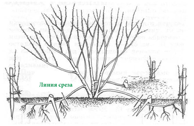 Описание жимолости съедобной - сорта, посадка и выращивание, уход и размножение