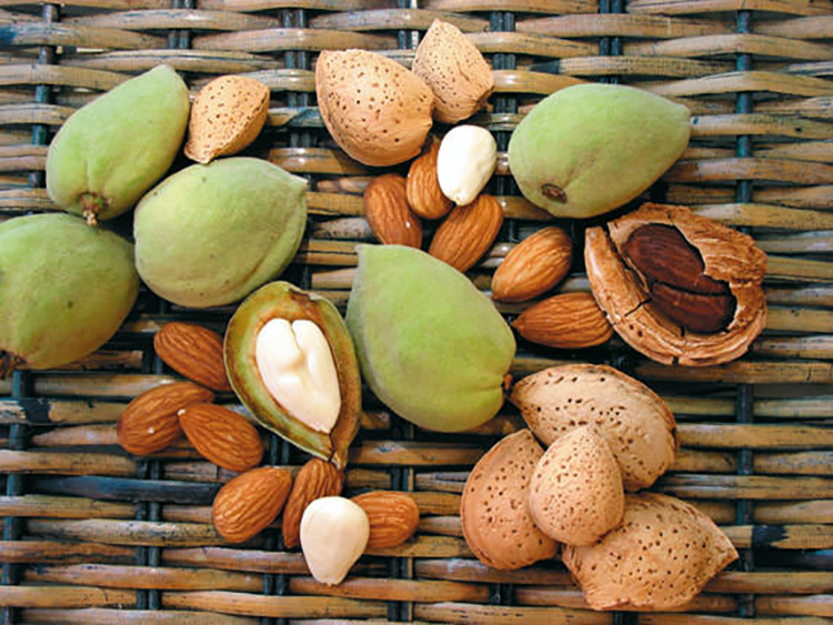 Миндальные орехи: польза и вред для организма человека, как правильно их употреблять