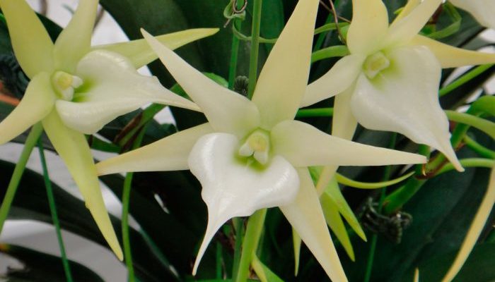 Орхидея ангрекум