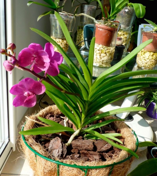 Орхидея Ascocendus