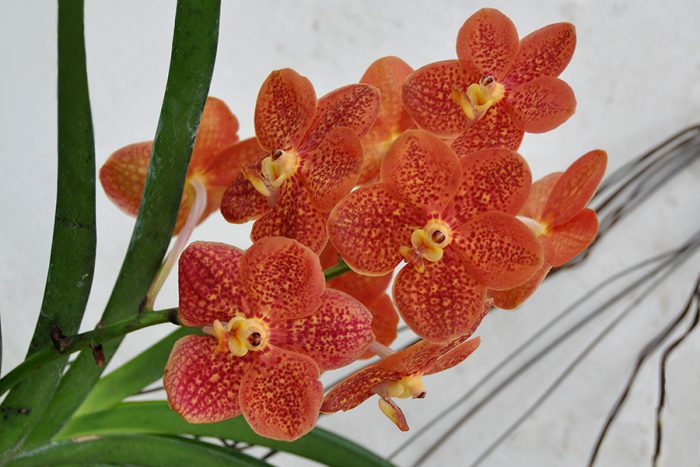 Орхидея Ascocendus