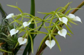 Орхидея брассавола