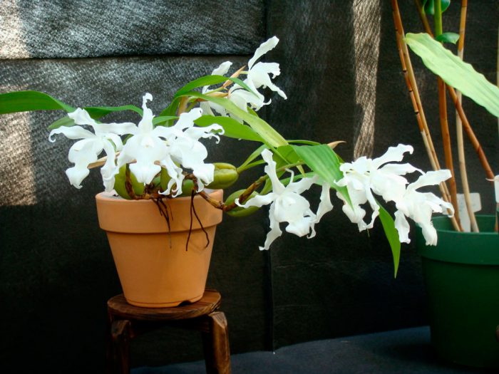 Орхидея Cellogin