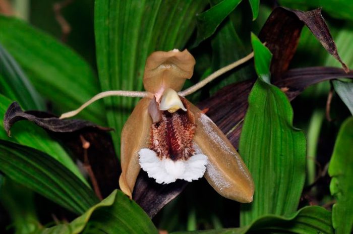 Орхидея Cellogin