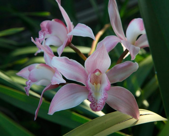 Орхидея Цимбидиум