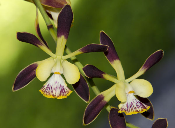 Энциклика орхидей