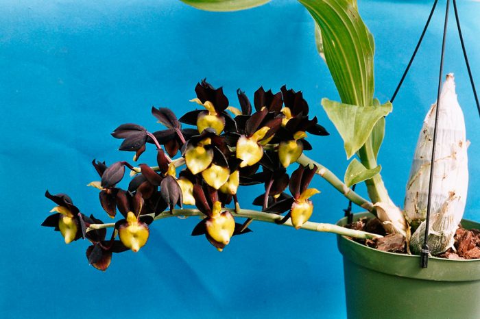 Орхидея катасетум