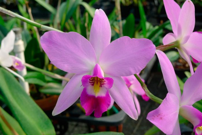 Леля орхидея