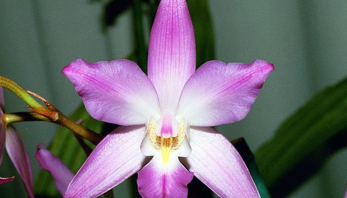 Орхидея лелия