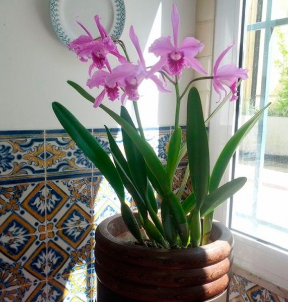 Леля орхидея
