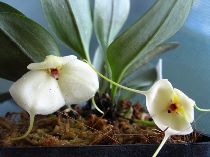 Орхидея Масдеваллия