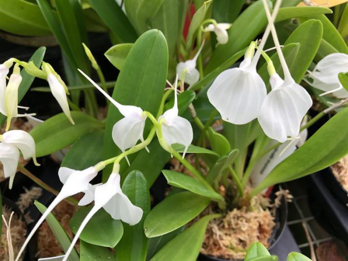 Орхидея Масдеваллия