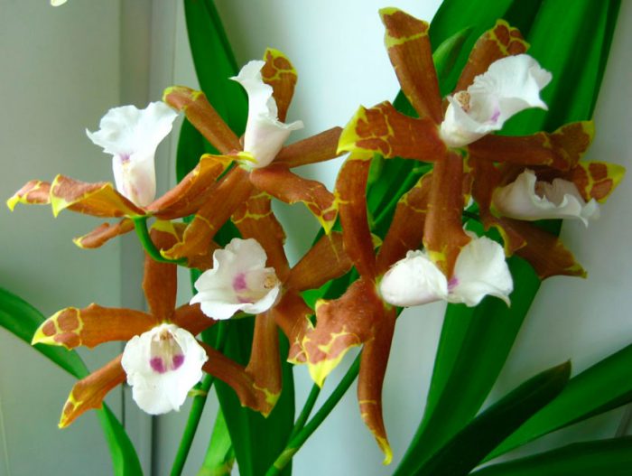 Орхидея Милтония