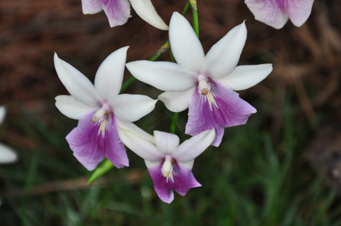 Орхидея Милтония