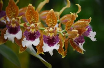 Орхидея одонтоглоссум