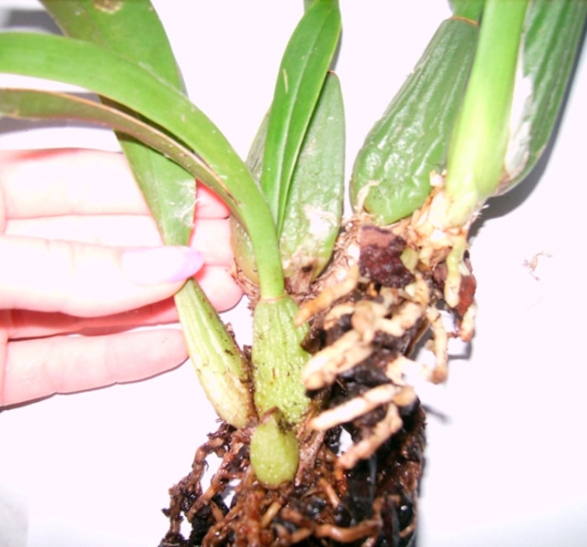 Орхидея онцидиум