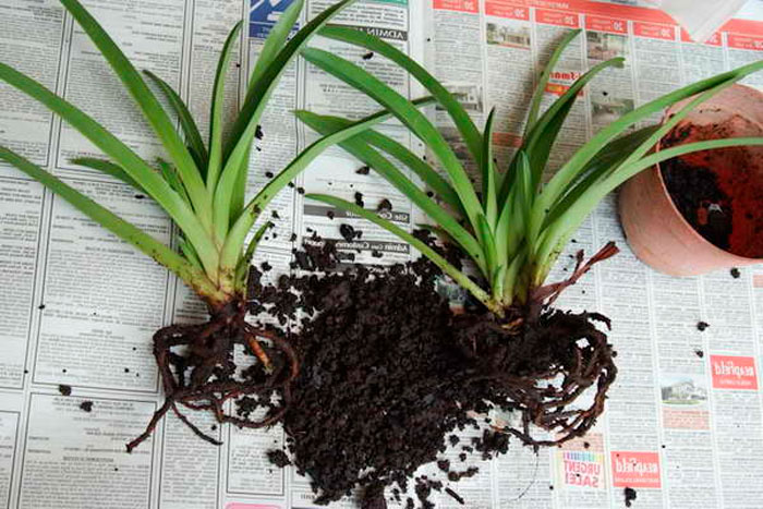 Орхидея Paphiopedilum