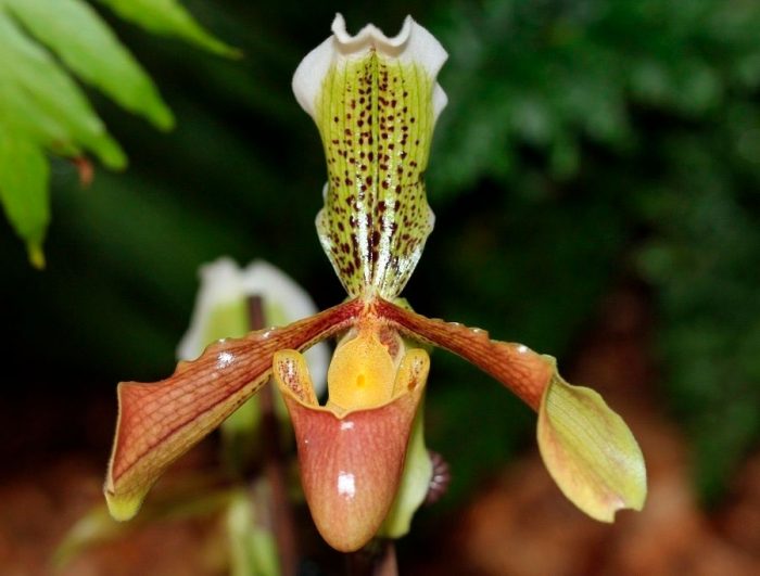 Орхидея Paphiopedilum
