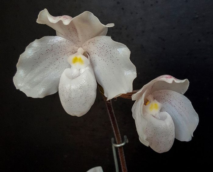 Орхидея Paphiopedilum