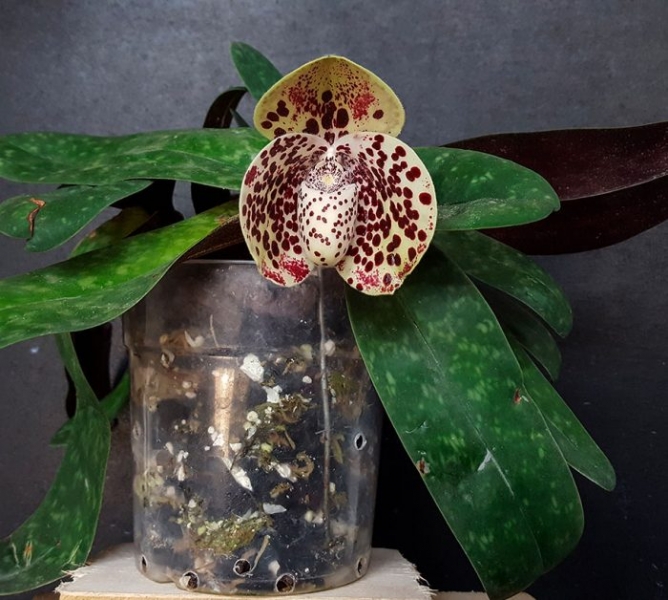 Орхидея Paphiopedilum