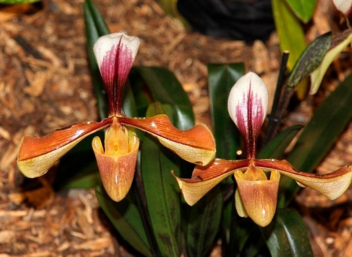 Орхидея Paphiopedilum